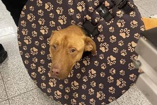 Tři týdny se vyzáblý a zraněný pes toulal na Boleslavsku. Domů už se nevrátí